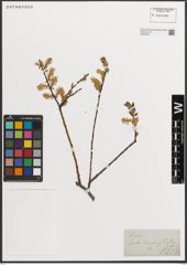 Foto von Salix L.
